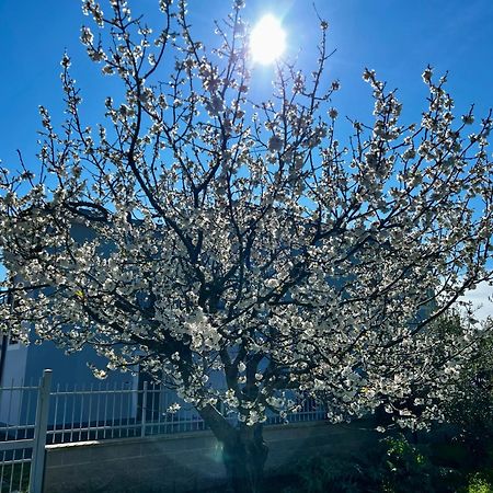 A Casa Di Marco Guesthouse - Apt Di Ciampino E Stazione Per Roma 马里诺 外观 照片